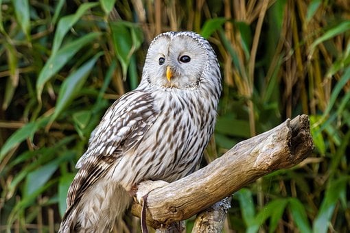 Free White Owl Owl photo and picture