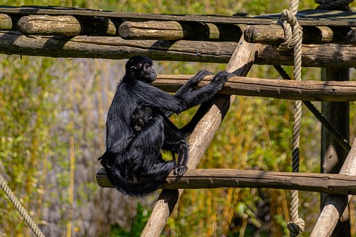 Free Black Monkey Gibbon photo and picture