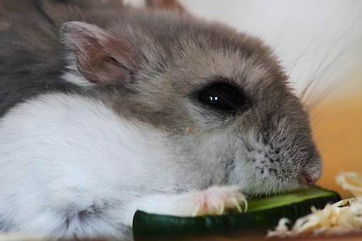Free Animal Nature photo and picture