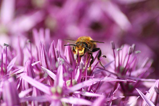 Free Bee Animal photo and picture