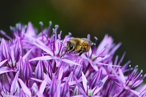 Free Bee Animal photo and picture