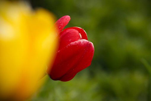 Free Flower Yellow photo and picture