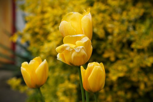 Free Flower Yellow photo and picture