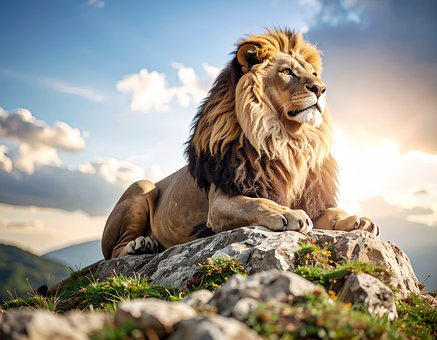 Free Lion Animal illustration and picture