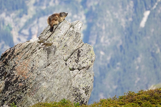 Free Marmot Alps photo and picture