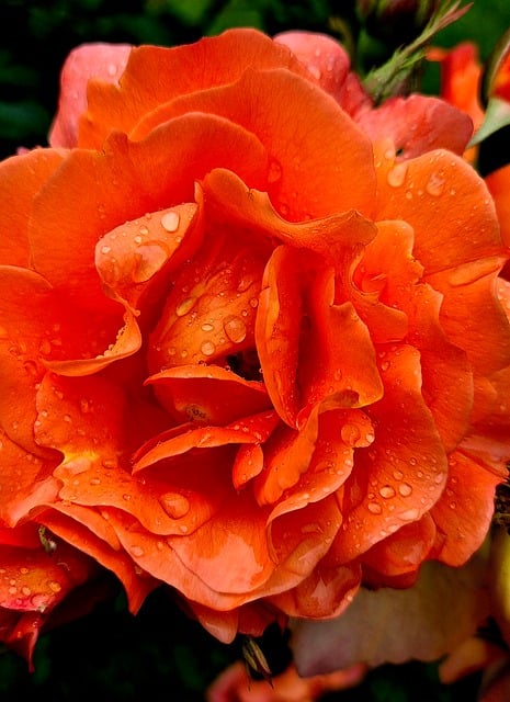 Free Rose Rose Blossom photo and picture