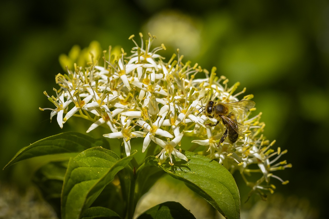 Light Bee Insect Bee Insect Nature - Free photo on Pixabay