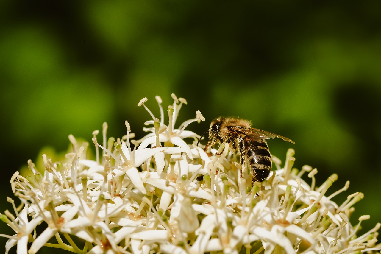Bee Insect Nature - Free photo on Pixabay