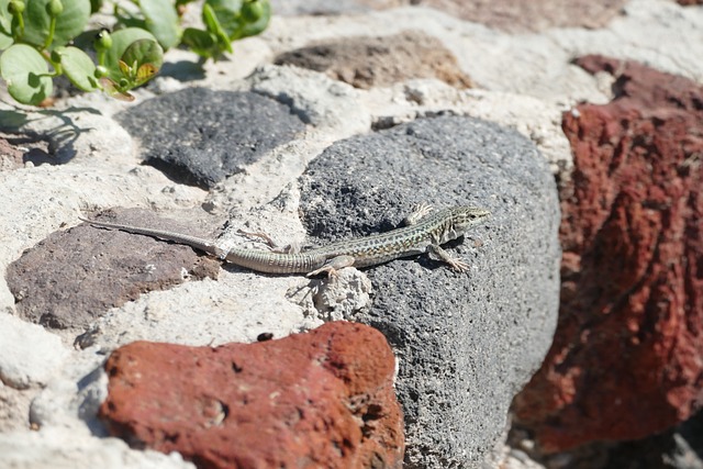 Free Lizard Stones photo and picture