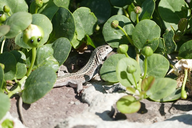 Free Lizard Stones photo and picture