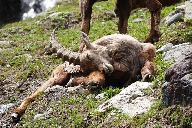 Free Alps Animal photo and picture