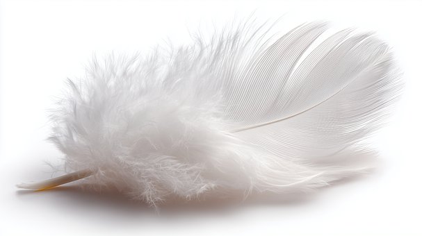 Feder, Natur, Reinheit, Weiß, Schwan