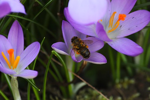 Free Bee Honey Bee photo and picture