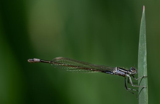 Free Dragon-Fly Blade Of Grass photo and picture