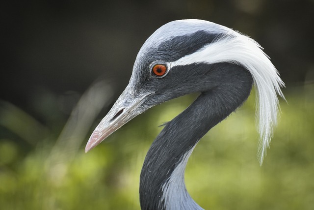 Free Bird Exotic photo and picture