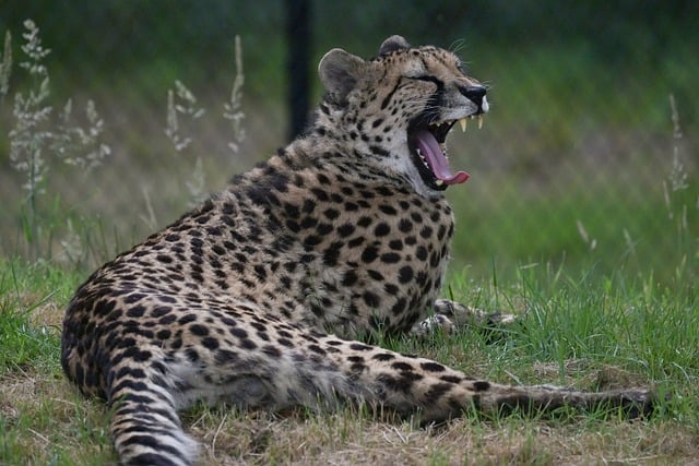 Gepard, Predator, Fleischfresser