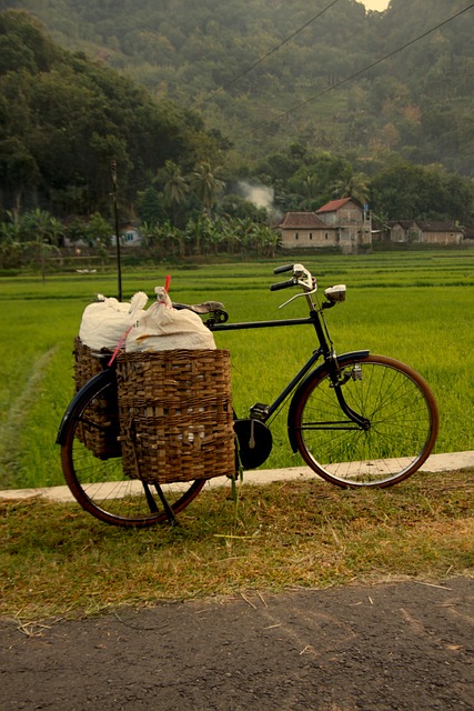 Fahrrad, Radfahren, Padi, Reis