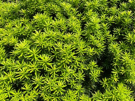 Vegetação, Verde, Planta, Natureza