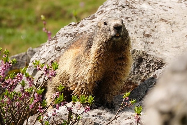 Free Marmot Alps photo and picture