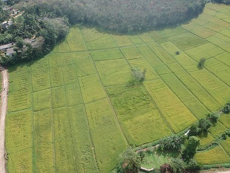 Free Paddy Farmer photo and picture