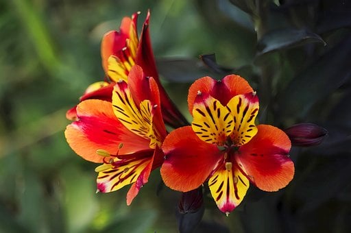 Free Flower Alstroemeria illustration and picture
