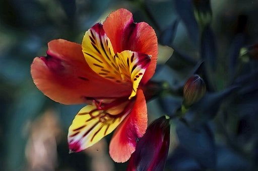 Free Nature Alstroemeria illustration and picture