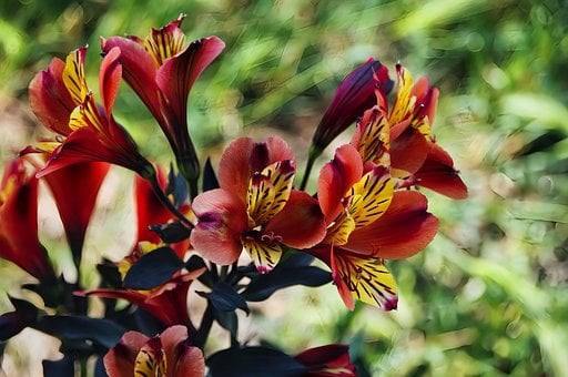 Free Nature Alstroemeria illustration and picture