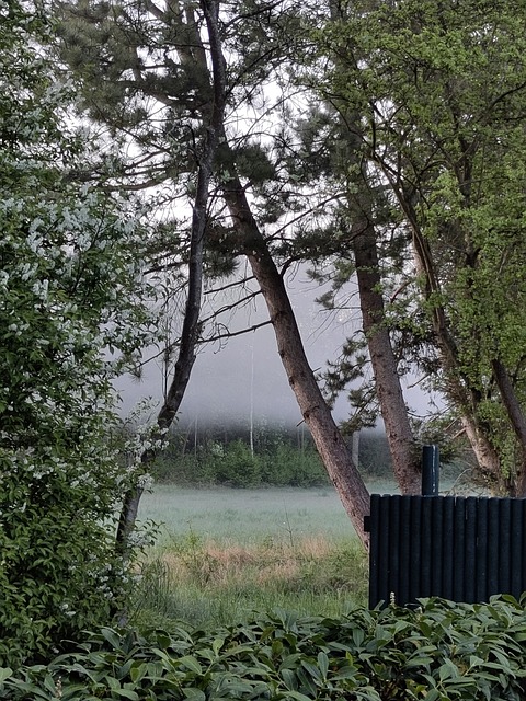Free Haze Trees photo and picture