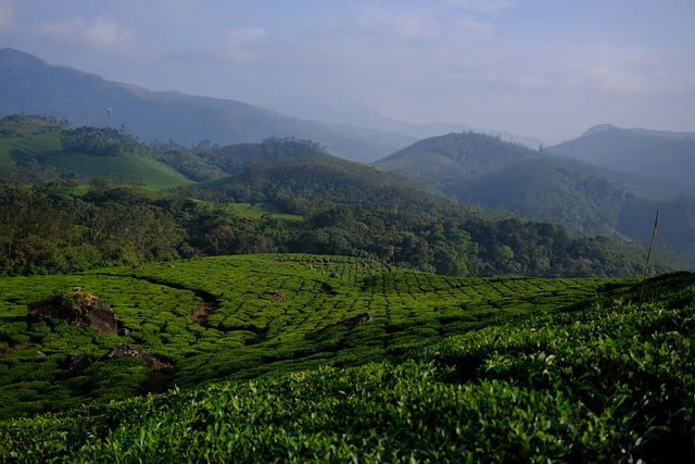 Free Tea Plantation Tea photo and picture