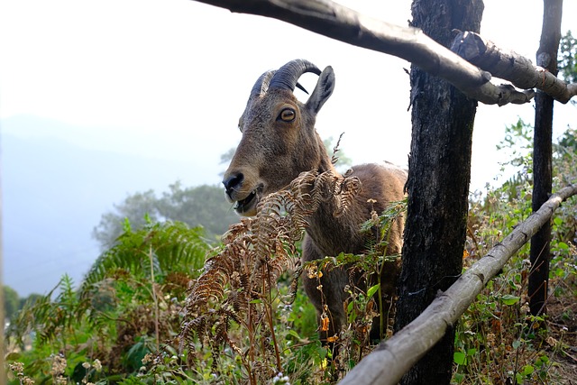 Free Nilgiri Tahr Fujifilm photo and picture