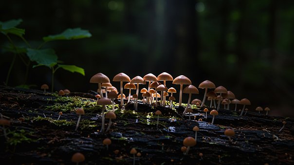 Free Mushrooms Forest illustration and picture