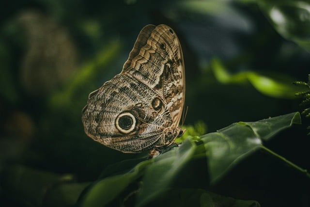 Free Insects Flower Background photo and picture