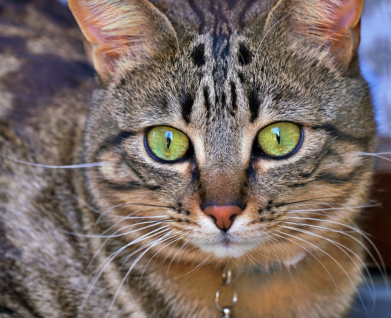 Cat Look Cute - Free photo on Pixabay