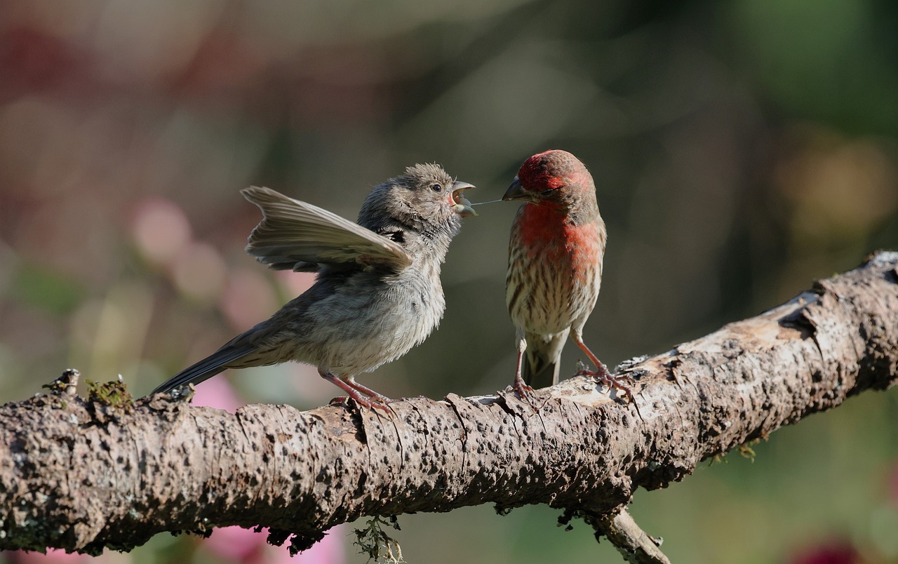 Finches Birds Nature - Free photo on Pixabay