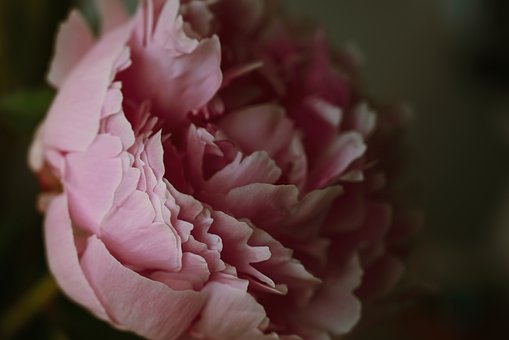 Free Peony Flower photo and picture