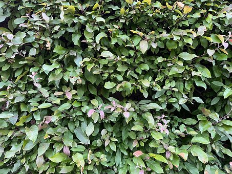 Folhas, Natureza, Folha, Verde, Textura