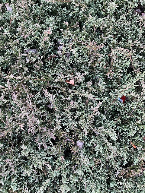 Vegetação, Textura, Planta, Jardim