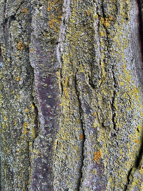 Madeira, Textura, Natureza, Árvore