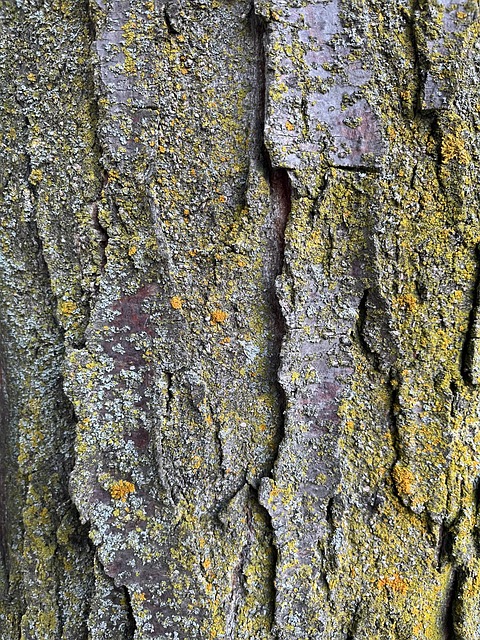Madeira, Textura, Natureza, Padronizar