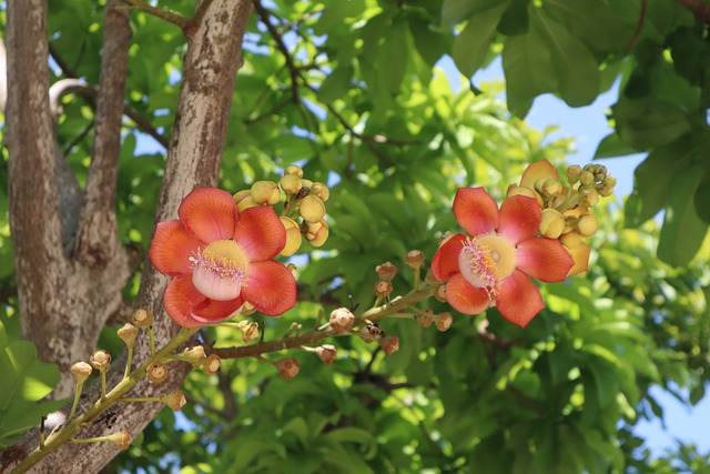 Blume, Buddhismus, Natur, Spirituell