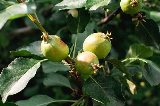 Free Apple Apples photo and picture