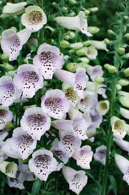 Free Digitalis Nature photo and picture