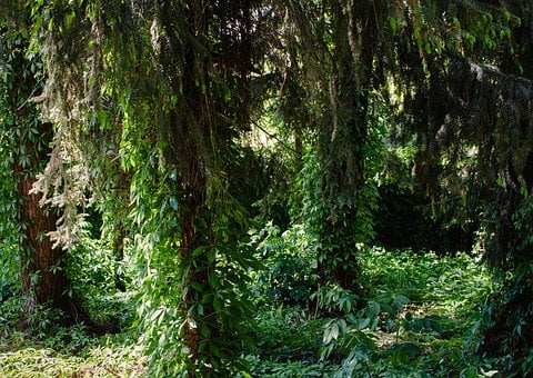 Free Forest Trees photo and picture