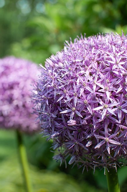 Free Garlic Nature photo and picture