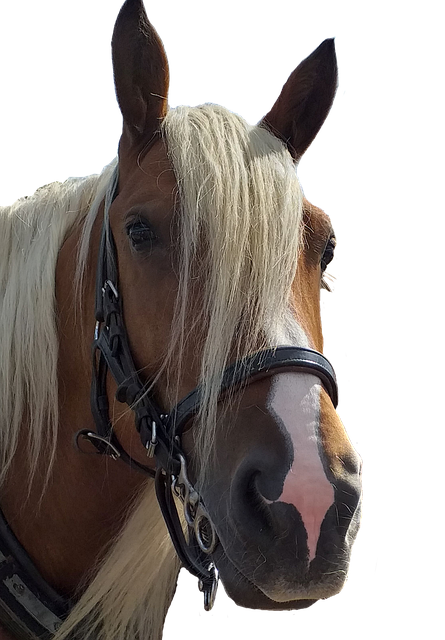 Free Pferdeportrait Horse Head photo and picture