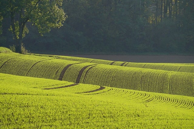 field, 4k wallpaper, plant, desktop backgrounds, mac wallpaper, young plants, nature wallpaper, green, alignment, nature background, valley, hilly, wallpaper hd, windows wallpaper, free wallpaper, nature, landscape, spring, agriculture, 4k wallpaper 1920x1080, laptop wallpaper, free background, culture, plantation, cool backgrounds, beautiful wallpaper, floral background, hd wallpaper, wallpaper, desktop picture, wallpaper 4k, hintergrundsbild, beautiful nature, full hd wallpaper, yk