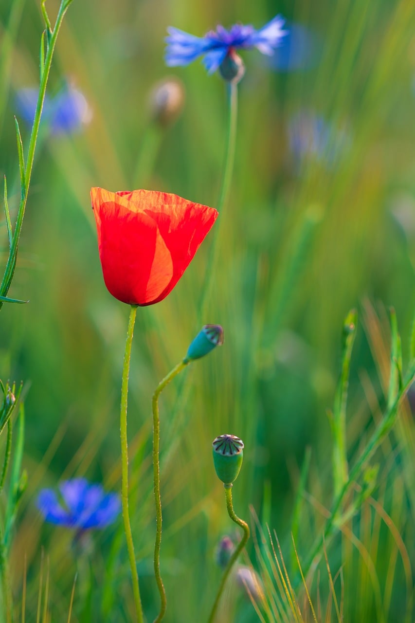 poppy field iphone wallpaper