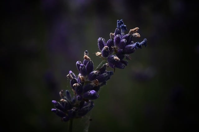 Free Lavender Flower Wallpaper photo and picture