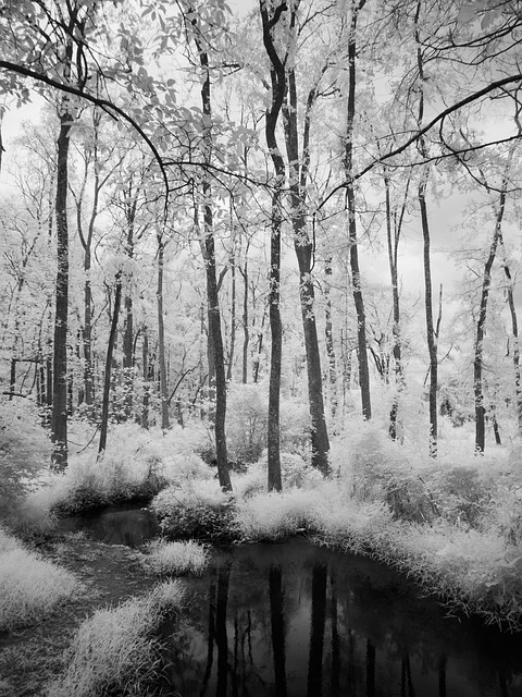 Free Infrared Landscape photo and picture
