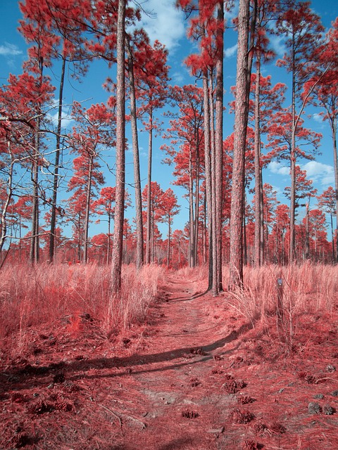 Free Infrared Irchrome photo and picture